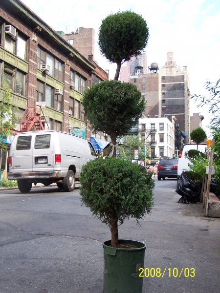 Juniper Topiary
